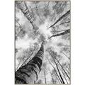 Picture of Look up Birch _GroupedProduct_Rectangle_Portrait_Photography _GroupedProduct_Rectangle_Portrait_Canvas_Framed_