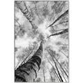 Picture of Look up Birch _GroupedProduct_Rectangle_Portrait_Photography _GroupedProduct_Rectangle_Portrait_Canvas_Framed_