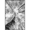 Picture of Look up Birch _GroupedProduct_Rectangle_Portrait_Photography _GroupedProduct_Rectangle_Portrait_Canvas_Framed_