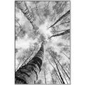 Picture of Look up Birch _GroupedProduct_Rectangle_Portrait_Photography _GroupedProduct_Rectangle_Portrait_Canvas_Framed_