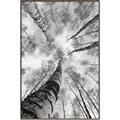 Picture of Look up Birch _GroupedProduct_Rectangle_Portrait_Photography _GroupedProduct_Rectangle_Portrait_Canvas_Framed_