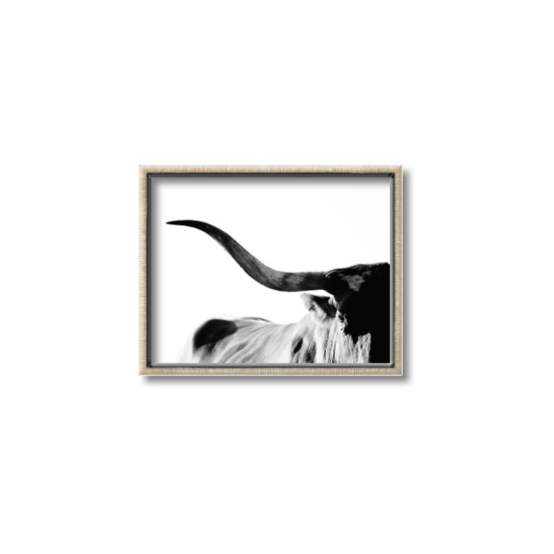 Picture of Max, the Bull _GroupedProduct_Rectangle_Landscape_Photography _GroupedProduct_Rectangle_Landscape_Canvas_Framed_