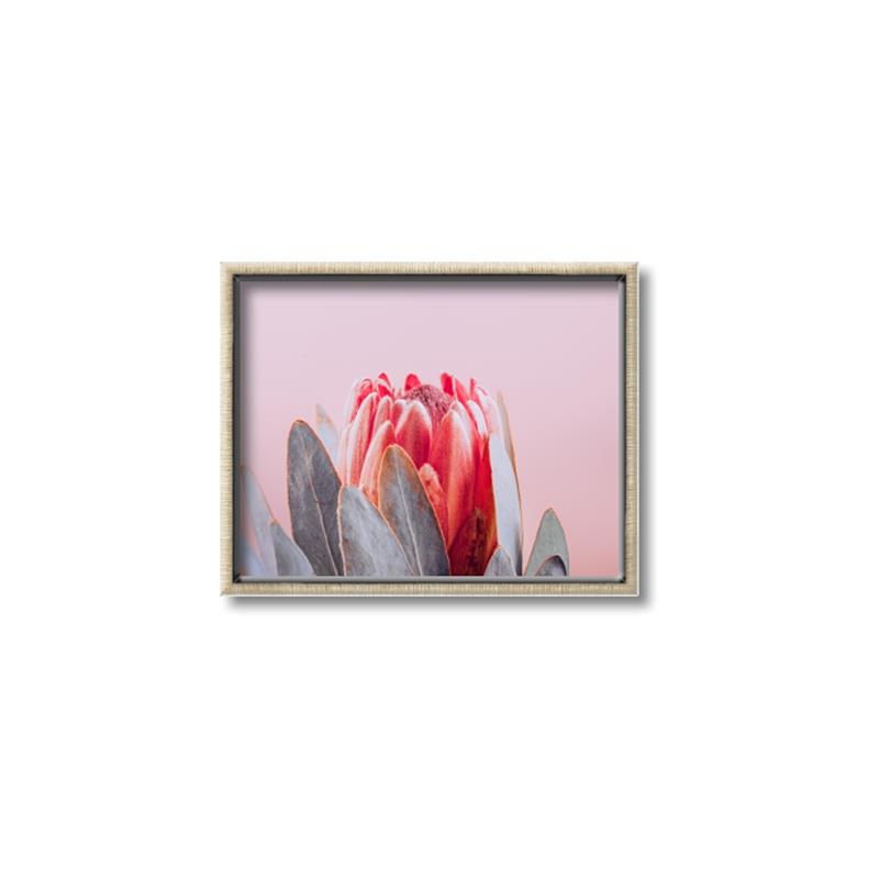 Picture of Mid Bloom _GroupedProduct_Rectangle_Landscape_Photography _GroupedProduct_Rectangle_Landscape_Canvas_Framed_