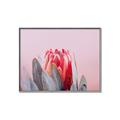 Picture of Mid Bloom _GroupedProduct_Rectangle_Landscape_Photography _GroupedProduct_Rectangle_Landscape_Canvas_Framed_