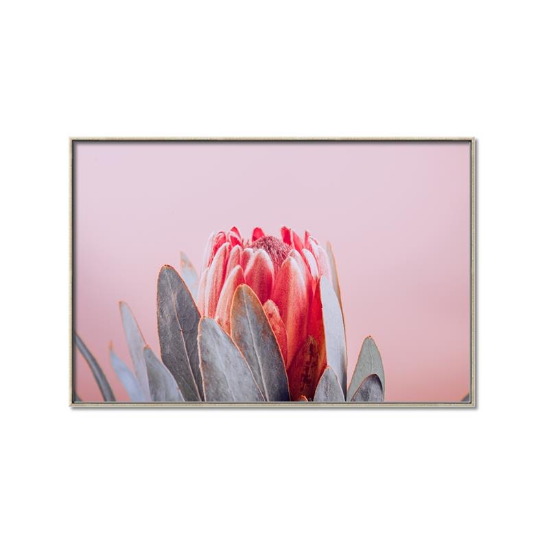 Picture of Mid Bloom _GroupedProduct_Rectangle_Landscape_Photography _GroupedProduct_Rectangle_Landscape_Canvas_Framed_