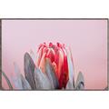 Picture of Mid Bloom _GroupedProduct_Rectangle_Landscape_Photography _GroupedProduct_Rectangle_Landscape_Canvas_Framed_