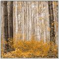 Picture of Mustard Forest _GroupedProduct_Square_Photography _GroupedProduct_Square_Canvas_Framed_