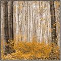 Picture of Mustard Forest _GroupedProduct_Square_Photography _GroupedProduct_Square_Canvas_Framed_