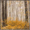 Picture of Mustard Forest _GroupedProduct_Square_Photography _GroupedProduct_Square_Canvas_Framed_