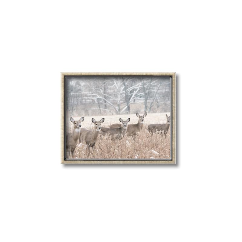Picture of Oh Deer  _GroupedProduct_Rectangle_Landscape_Photography _GroupedProduct_Rectangle_Landscape_Canvas_Framed_