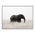 Picture of Out of Africa  _GroupedProduct_Rectangle_Landscape_Photography _GroupedProduct_Rectangle_Landscape_Canvas_Framed_