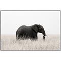 Picture of Out of Africa  _GroupedProduct_Rectangle_Landscape_Photography _GroupedProduct_Rectangle_Landscape_Canvas_Framed_