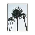 Picture of Palm Trees  _GroupedProduct_Rectangle_Portrait_Photography _GroupedProduct_Rectangle_Portrait_Canvas_Framed_