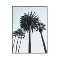 Picture of Palm Trees  _GroupedProduct_Rectangle_Portrait_Photography _GroupedProduct_Rectangle_Portrait_Canvas_Framed_