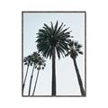 Picture of Palm Trees  _GroupedProduct_Rectangle_Portrait_Photography _GroupedProduct_Rectangle_Portrait_Canvas_Framed_