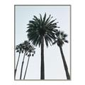 Picture of Palm Trees  _GroupedProduct_Rectangle_Portrait_Photography _GroupedProduct_Rectangle_Portrait_Canvas_Framed_