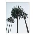 Picture of Palm Trees  _GroupedProduct_Rectangle_Portrait_Photography _GroupedProduct_Rectangle_Portrait_Canvas_Framed_