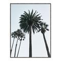 Picture of Palm Trees  _GroupedProduct_Rectangle_Portrait_Photography _GroupedProduct_Rectangle_Portrait_Canvas_Framed_