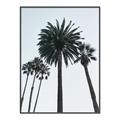 Picture of Palm Trees  _GroupedProduct_Rectangle_Portrait_Photography _GroupedProduct_Rectangle_Portrait_Canvas_Framed_