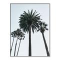 Picture of Palm Trees  _GroupedProduct_Rectangle_Portrait_Photography _GroupedProduct_Rectangle_Portrait_Canvas_Framed_
