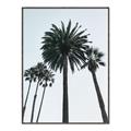 Picture of Palm Trees  _GroupedProduct_Rectangle_Portrait_Photography _GroupedProduct_Rectangle_Portrait_Canvas_Framed_