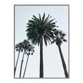 Picture of Palm Trees  _GroupedProduct_Rectangle_Portrait_Photography _GroupedProduct_Rectangle_Portrait_Canvas_Framed_