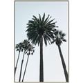 Picture of Palm Trees  _GroupedProduct_Rectangle_Portrait_Photography _GroupedProduct_Rectangle_Portrait_Canvas_Framed_