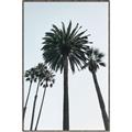 Picture of Palm Trees  _GroupedProduct_Rectangle_Portrait_Photography _GroupedProduct_Rectangle_Portrait_Canvas_Framed_