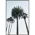 Picture of Palm Trees  _GroupedProduct_Rectangle_Portrait_Photography _GroupedProduct_Rectangle_Portrait_Canvas_Framed_