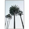 Picture of Palm Trees  _GroupedProduct_Rectangle_Portrait_Photography _GroupedProduct_Rectangle_Portrait_Canvas_Framed_