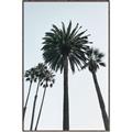 Picture of Palm Trees  _GroupedProduct_Rectangle_Portrait_Photography _GroupedProduct_Rectangle_Portrait_Canvas_Framed_