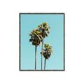 Picture of Palm Trees III _GroupedProduct_Rectangle_Portrait_Photography _GroupedProduct_Rectangle_Portrait_Canvas_Framed_