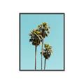 Picture of Palm Trees III _GroupedProduct_Rectangle_Portrait_Photography _GroupedProduct_Rectangle_Portrait_Canvas_Framed_