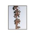 Picture of Palm Trees IV _GroupedProduct_Rectangle_Portrait_Photography _GroupedProduct_Rectangle_Portrait_Canvas_Framed_