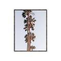 Picture of Palm Trees IV _GroupedProduct_Rectangle_Portrait_Photography _GroupedProduct_Rectangle_Portrait_Canvas_Framed_
