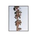 Picture of Palm Trees IV _GroupedProduct_Rectangle_Portrait_Photography _GroupedProduct_Rectangle_Portrait_Canvas_Framed_