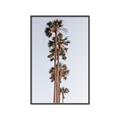 Picture of Palm Trees IV _GroupedProduct_Rectangle_Portrait_Photography _GroupedProduct_Rectangle_Portrait_Canvas_Framed_