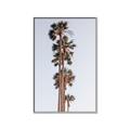Picture of Palm Trees IV _GroupedProduct_Rectangle_Portrait_Photography _GroupedProduct_Rectangle_Portrait_Canvas_Framed_