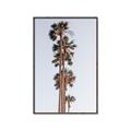 Picture of Palm Trees IV _GroupedProduct_Rectangle_Portrait_Photography _GroupedProduct_Rectangle_Portrait_Canvas_Framed_