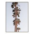 Picture of Palm Trees IV _GroupedProduct_Rectangle_Portrait_Photography _GroupedProduct_Rectangle_Portrait_Canvas_Framed_