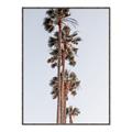 Picture of Palm Trees IV _GroupedProduct_Rectangle_Portrait_Photography _GroupedProduct_Rectangle_Portrait_Canvas_Framed_