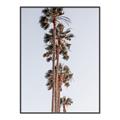 Picture of Palm Trees IV _GroupedProduct_Rectangle_Portrait_Photography _GroupedProduct_Rectangle_Portrait_Canvas_Framed_