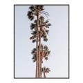 Picture of Palm Trees IV _GroupedProduct_Rectangle_Portrait_Photography _GroupedProduct_Rectangle_Portrait_Canvas_Framed_