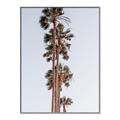 Picture of Palm Trees IV _GroupedProduct_Rectangle_Portrait_Photography _GroupedProduct_Rectangle_Portrait_Canvas_Framed_