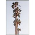 Picture of Palm Trees IV _GroupedProduct_Rectangle_Portrait_Photography _GroupedProduct_Rectangle_Portrait_Canvas_Framed_