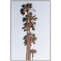 Picture of Palm Trees IV _GroupedProduct_Rectangle_Portrait_Photography _GroupedProduct_Rectangle_Portrait_Canvas_Framed_