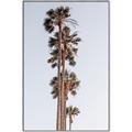 Picture of Palm Trees IV _GroupedProduct_Rectangle_Portrait_Photography _GroupedProduct_Rectangle_Portrait_Canvas_Framed_