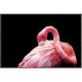 Picture of Pink in Contrast  _GroupedProduct_Rectangle_Landscape_Photography _GroupedProduct_Rectangle_Landscape_Canvas_Framed_