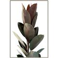 Picture of Plant Life _GroupedProduct_Rectangle_Portrait_Photography _GroupedProduct_Rectangle_Portrait_Canvas_Framed_