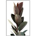 Picture of Plant Life _GroupedProduct_Rectangle_Portrait_Photography _GroupedProduct_Rectangle_Portrait_Canvas_Framed_